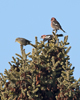 White winged Crossbills